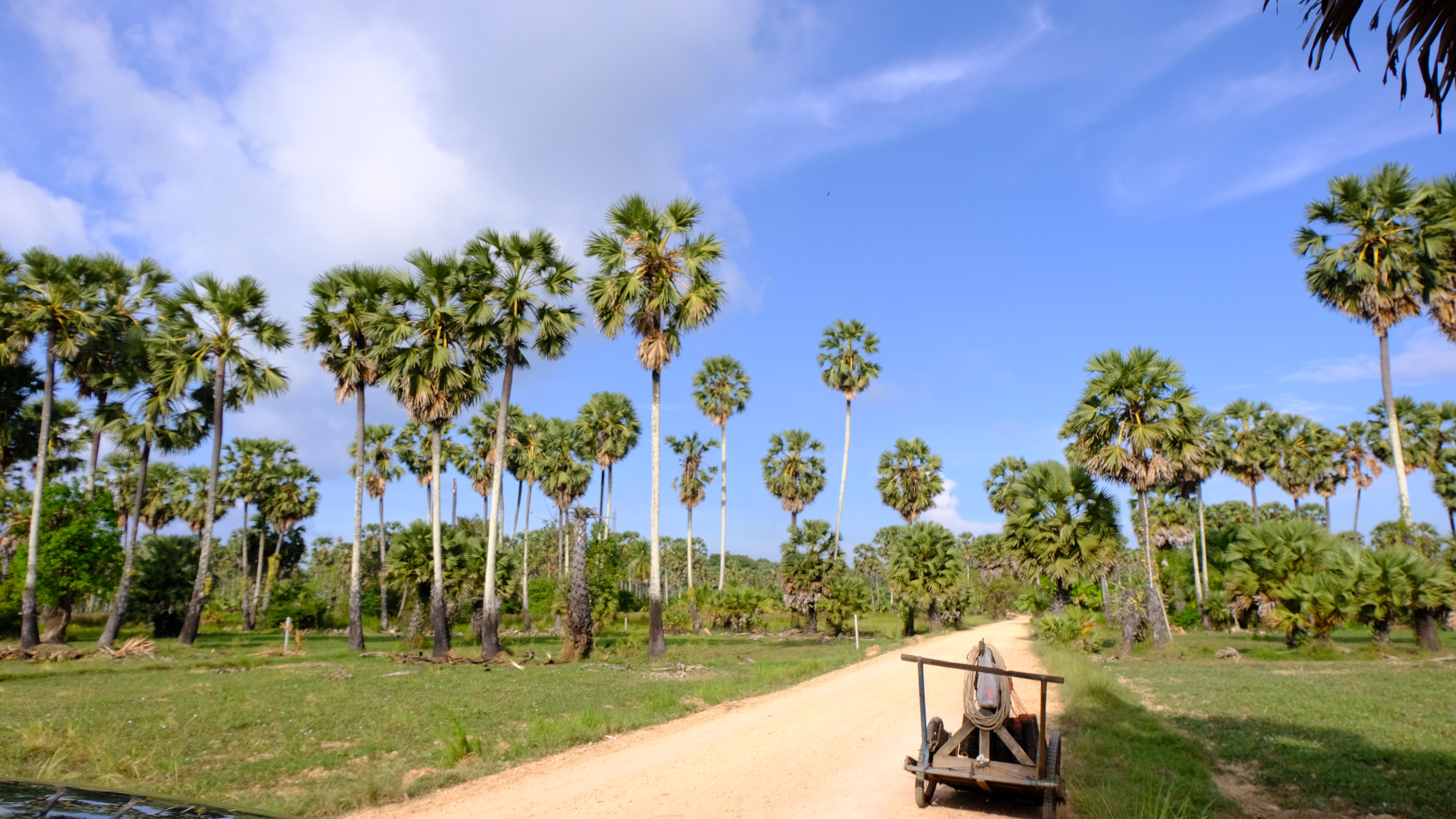 Palm Tree Farm